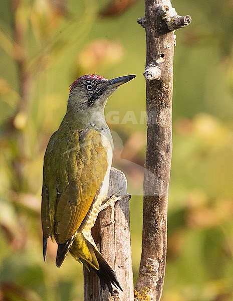 Subadult female Green Woodpecker (Picus viridis) in Bulgarian garden during autumn. stock-image by Agami/Marc Guyt,