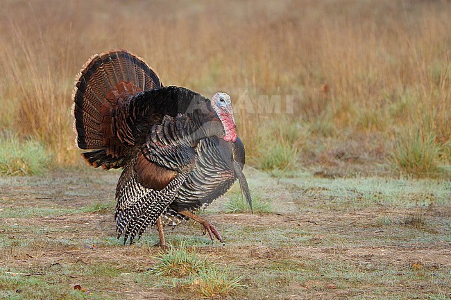 Adult male
Santa Barbara Co., CA
November 2021 stock-image by Agami/Brian E Small,