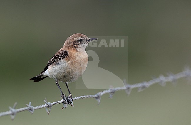 Western Black-eared Wheatear, Oenanthe hispanica (female), Bolonia, Andalucia, Spain stock-image by Agami/Helge Sorensen,