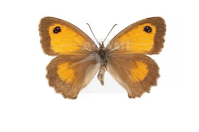 Gatekeeper, Oranje zandoogje, Pyronia tithonus stock-image by Agami/Wil Leurs,