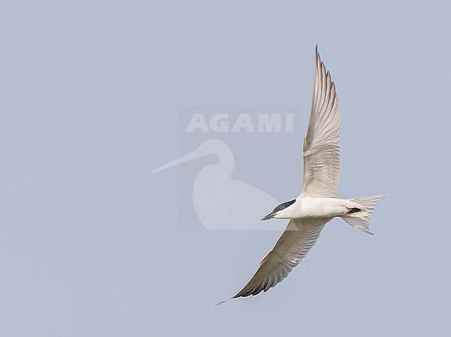 Adult Gull-billed tern, Gelochelidon nilotica, in flight on east coast of China. stock-image by Agami/Marc Guyt,