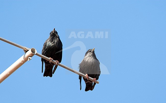 Zwarte Spreeuw, Spotless Starling stock-image by Agami/Roy de Haas,