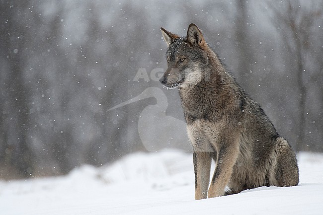 Wolf in snow covered forest in Poland stock-image by Agami/Han Bouwmeester,