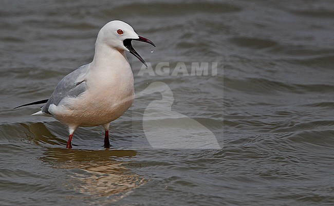 Adult Slender-billed Gull (Chroicocephalus genei) in summer plumage in the Camargue in southern France. stock-image by Agami/Ian Davies,