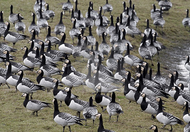  stock-image by Agami/Hans Gebuis,