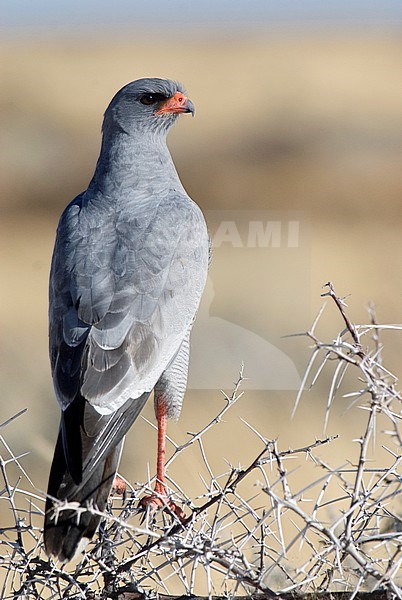 Adult Pale Chanting Goshawk, Melierax canorus, perched in a low acaccia bush. stock-image by Agami/Jacob Garvelink,