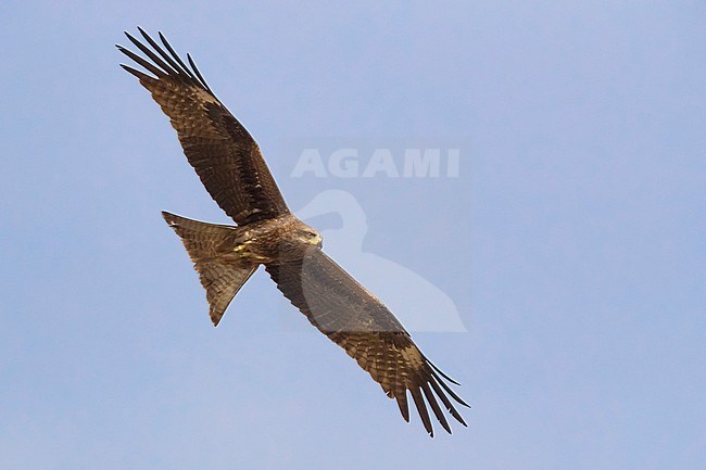 Black-eared Kite; Milvus lineatus stock-image by Agami/Daniele Occhiato,