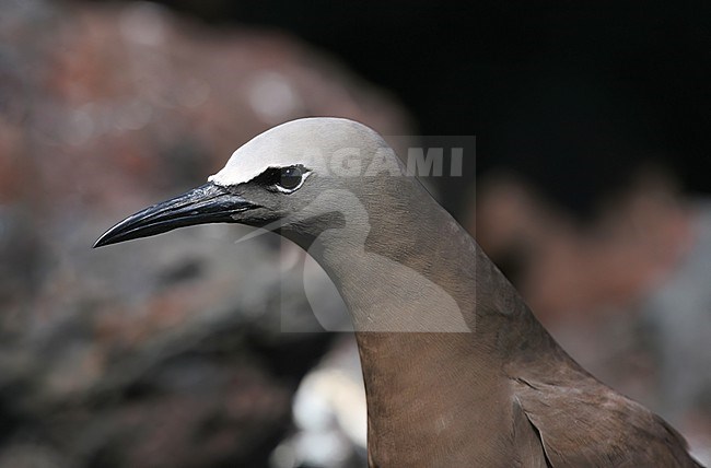 Common Brown Noddy, Anous (stolidus) stolidus, in the central Atlantic ocean, south of the equator. stock-image by Agami/Marc Guyt,