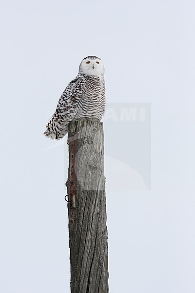 Sneeuwuil zittend op een paal in de sneeuw; Snowy Owl perched on a pole in the snow stock-image by Agami/Chris van Rijswijk,