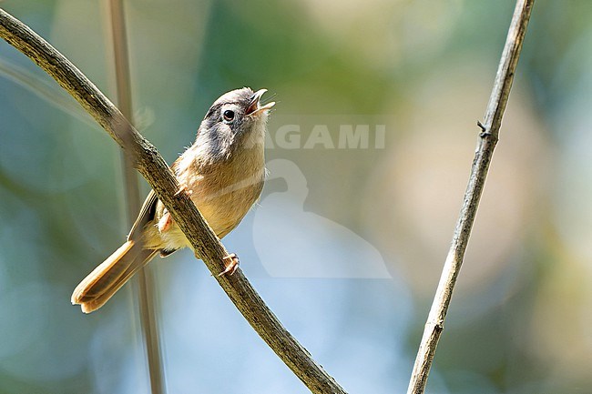 Nepal Fulvetta (Alcippe nipalensis) in Nepal. stock-image by Agami/Dani Lopez-Velasco,