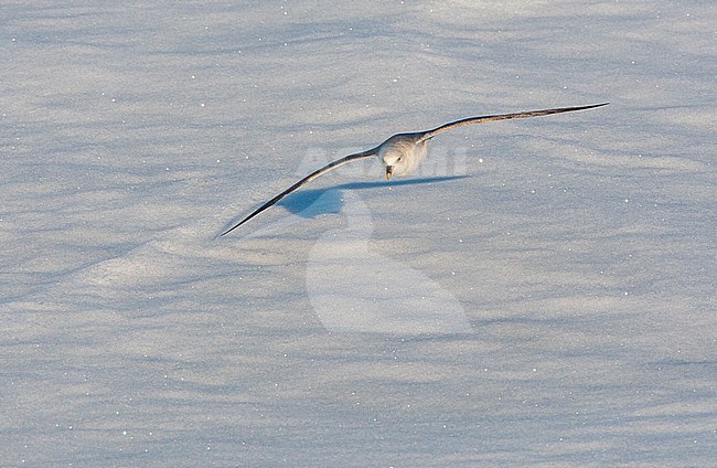 Northern Fulmar (Fulmarus glacialis) in flight at Svalbard, Arctic Norway. Flying low above the drift ice and snow. stock-image by Agami/Marc Guyt,