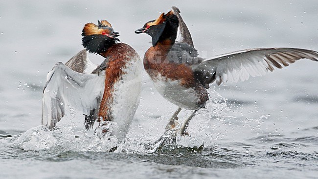 Kuifduiker vechtend; Horned Grebe fighting stock-image by Agami/Markus Varesvuo,