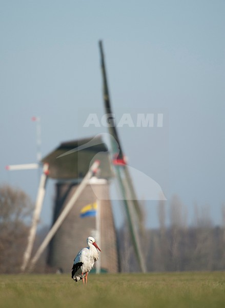 Ooievaar in landschap met molen in achetrgrond; White Stork with Dutch windmill on background stock-image by Agami/Han Bouwmeester,