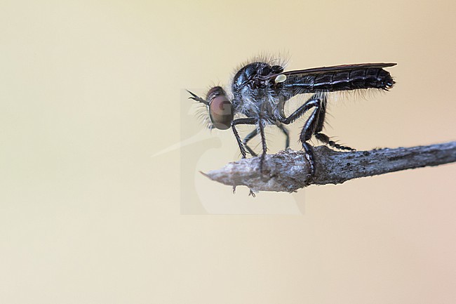 Holopogon fumipennis - Braune Rabaukenfliege, Germany (Baden-Württemberg), imago, male stock-image by Agami/Ralph Martin,