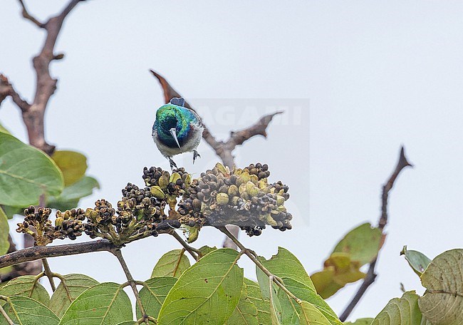 Male Oustalet's Sunbird (Cinnyris oustaleti) in Angola. stock-image by Agami/Pete Morris,
