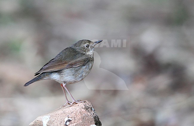 Siberian Blue Robin, Larvivora cyane cyane, female at Doi Angkang, Thailand stock-image by Agami/Helge Sorensen,