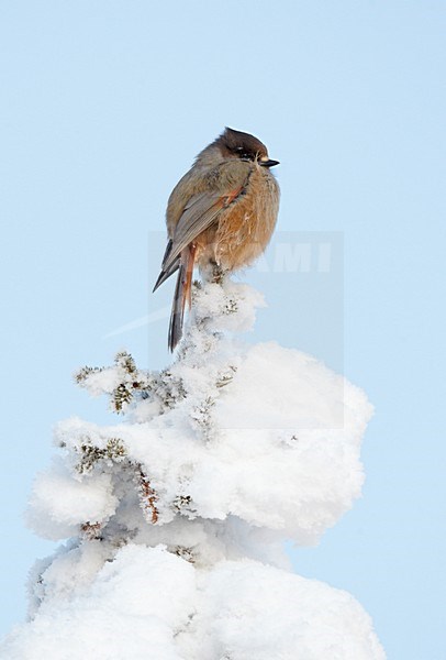 Taigagaai in besneeuwde boom, Siberian Jay in snow covered tree stock-image by Agami/Markus Varesvuo,