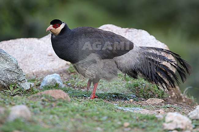 Tibetan Eared Pheasant (Crossoptilon harmani), also called Elwes' Eared Pheasant, walking around Xiongse Monastery in Tibet, China. stock-image by Agami/James Eaton,