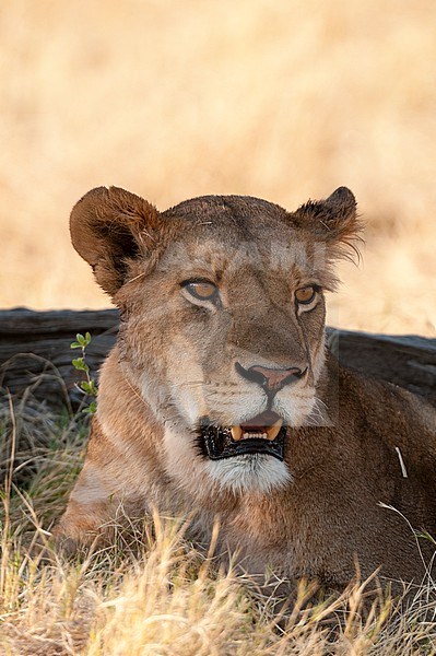 Portrait of a lioness, Panthera leo. Okavango Delta, Botswana. stock-image by Agami/Sergio Pitamitz,