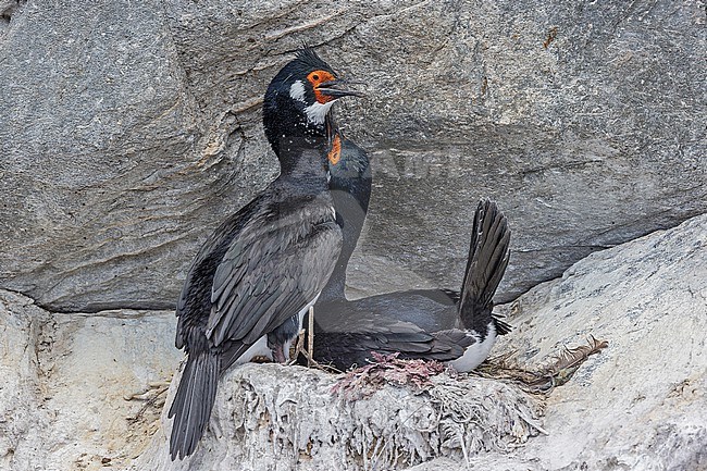 Pair of Rock Shags (Leucocarbo magellanicus) at their nest in Patagonia, Argentina. stock-image by Agami/Pete Morris,