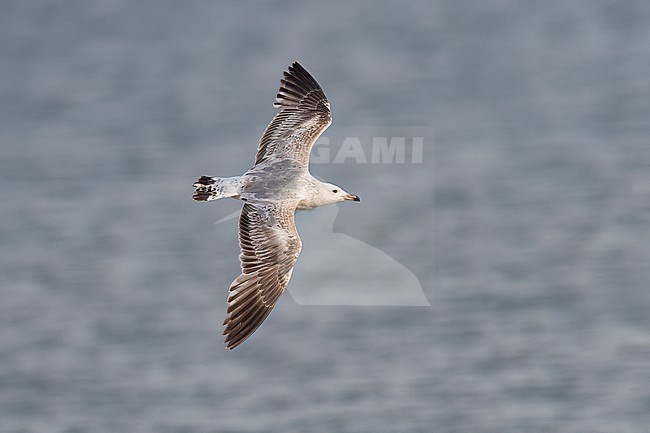 Side view of an immature Vega Gull (Larus vegae) in flight.  Showing upper wings. Mongolia, Asia stock-image by Agami/Markku Rantala,