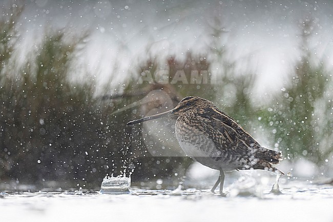 Common snipe heavy rain stock-image by Agami/Han Bouwmeester,