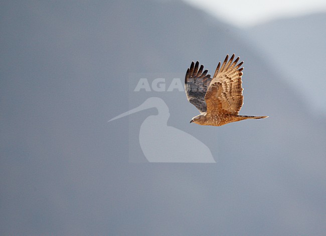 Volwassen Wespendief in de vlucht; Adult European Honey Buzzard in flight stock-image by Agami/Markus Varesvuo,