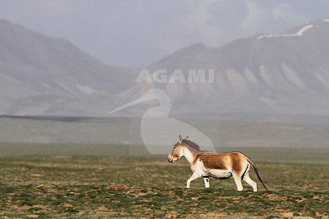 Male Kiang (Equus kiang) on the Tibetan plateau. The largest of the wild asses and it inhabits montane and alpine grasslands stock-image by Agami/James Eaton,