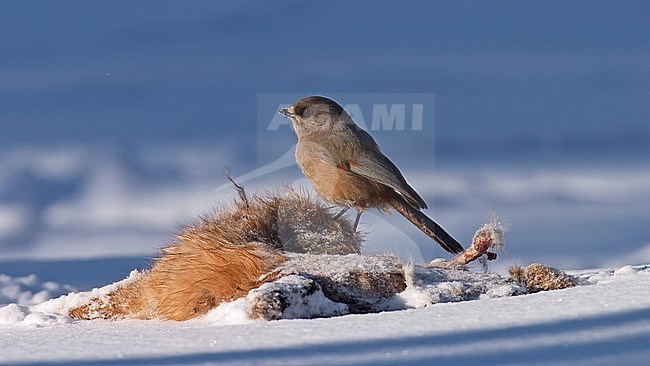 Taigagaai in de sneeuw, Siberian Jay in the snow stock-image by Agami/Jari Peltomäki,