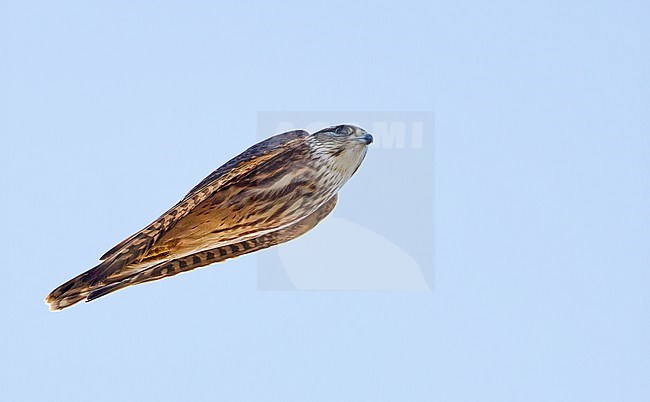 Immature Merlin (Falco columbarius) during autumn migration at Parainen Utö in Finland. stock-image by Agami/Markus Varesvuo,