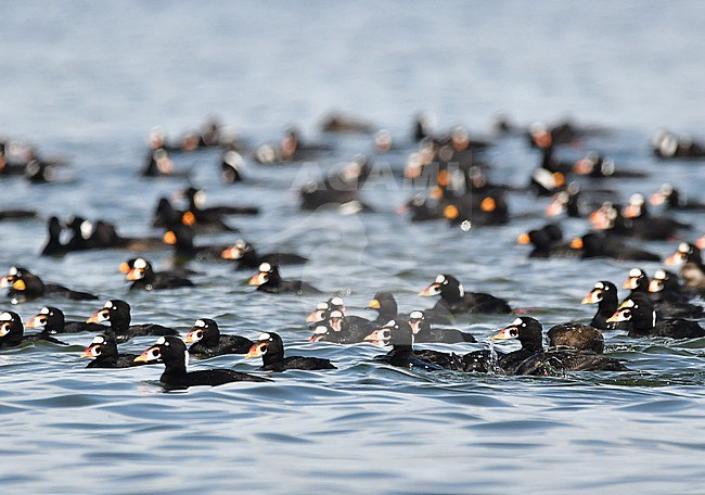 Male Surf Scoters (and some Black Scoters) are already on their way to it's wintering grounds. After fertilize the females at the high tundra they quickly return south, not caring about feeding and nursing their offspring. Some lazy life ;) They gather together for moulting their feathers. stock-image by Agami/Eduard Sangster,