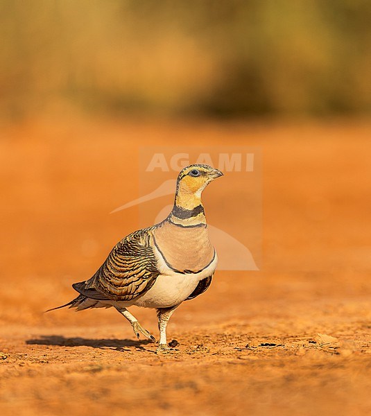 Pin-tailed Sandgrouse (Pterocles alchata) on the steppes of Belchite, Spain. stock-image by Agami/Marc Guyt,