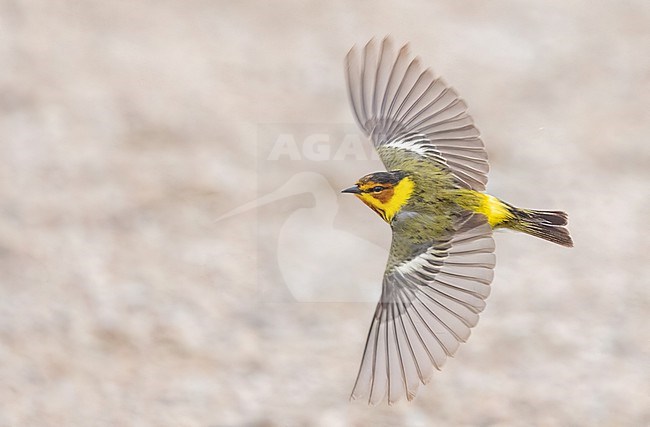 Male Cape May Warbler (Setophaga tigrina) in flight during migration stock-image by Agami/Ian Davies,