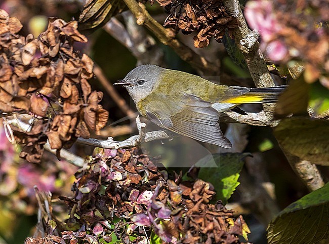 Immature female American Redstart perched on a branch of hydrangea near the lighthouse valley, Corvo, Azores. October 10, 2018. stock-image by Agami/Vincent Legrand,