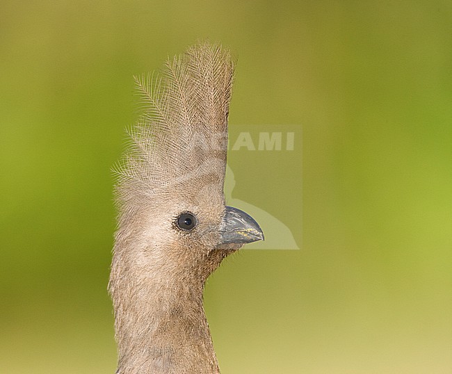 Portrait of an adult Grey Go-Away-Bird (Corythaixoides concolor) in camp site in Kruger National Park. stock-image by Agami/Marc Guyt,