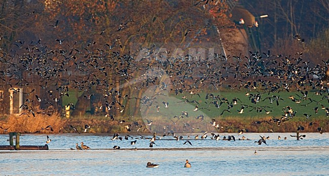 Northern Lapwing flock flying; Kievit groep vliegend stock-image by Agami/Marc Guyt,