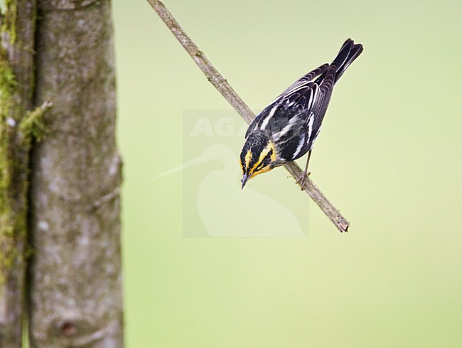 Oranjekeelzanger overwinterend in Ecuador; Blackburnian Warbler wintering in Ecuador stock-image by Agami/Marc Guyt,