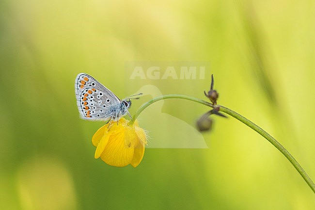 Brown argus, Aricia agestis stock-image by Agami/Wil Leurs,
