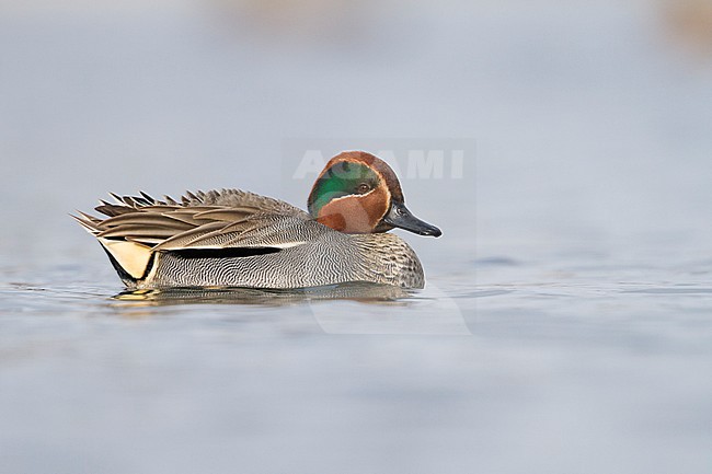 Eurasian Teal - Krickente - Anas crecca, Germany, adult male stock-image by Agami/Ralph Martin,