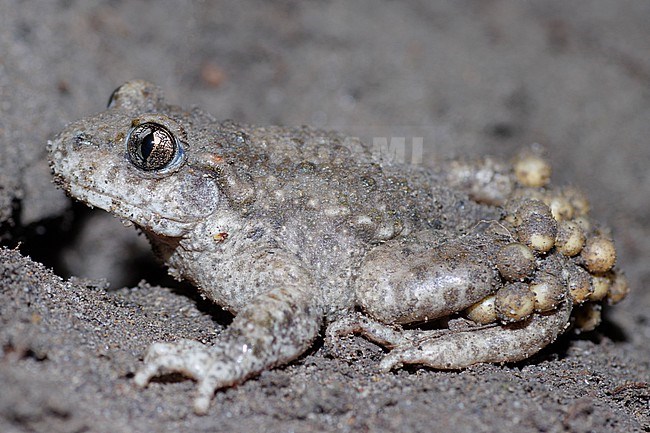 Common Midwife Toad (Alytes obstetricans) taken the 12/04/2023 at Oraison - France. stock-image by Agami/Nicolas Bastide,