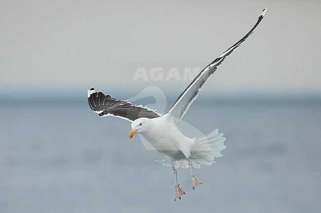 Great Black-backed Gull (Larus marinus), adult in flight, with the sea and the sky as background stock-image by Agami/Sylvain Reyt,