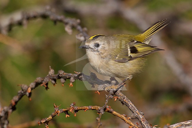 Goudhaan, Goldcrest; Regulus regulus stock-image by Agami/Daniele Occhiato,