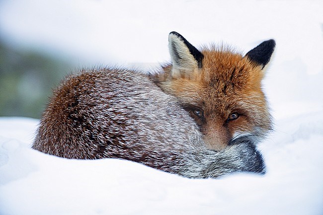 Red Fox (Vulpes vulpes) in the snow during cold winter in Alps of northern Italy. Sleeping in the snow, looking alert in the camera. stock-image by Agami/Alain Ghignone,