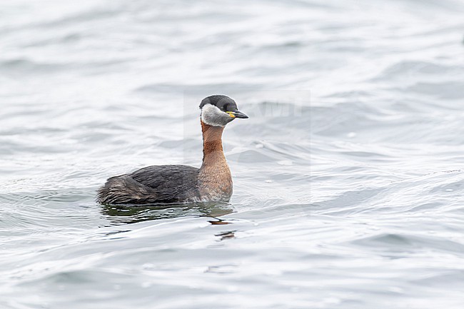 swimming adult red-necked grebe (Podiceps grisegena) in breeding plumage at the german Baltic Sea stock-image by Agami/Mathias Putze,