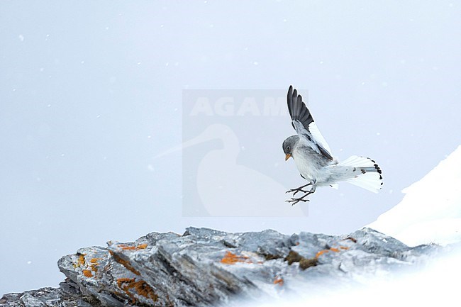 White-winged Snowfinch - Schneesperling - Montifringilla nivalis ssp. nivalis, Switzerland, winter plumage stock-image by Agami/Ralph Martin,