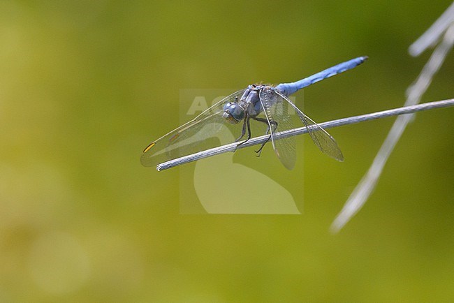 Keeled skimmer (Orthetrum coerulescens) standing on a stalk, with the vegetation as background. stock-image by Agami/Sylvain Reyt,