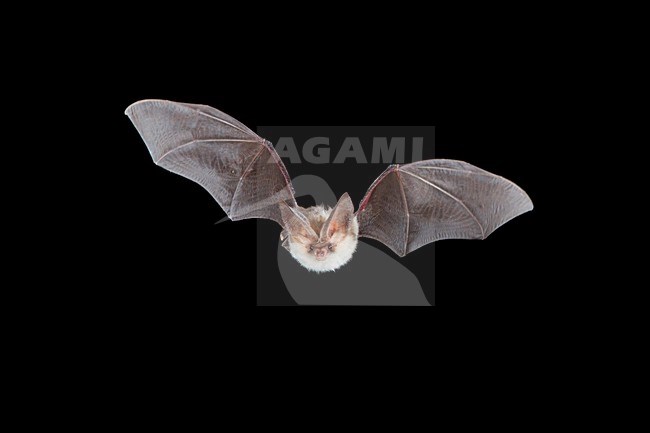 Grootoorvleermuis in de vlucht; Brown long-eared Bat in flight stock-image by Agami/Theo Douma,