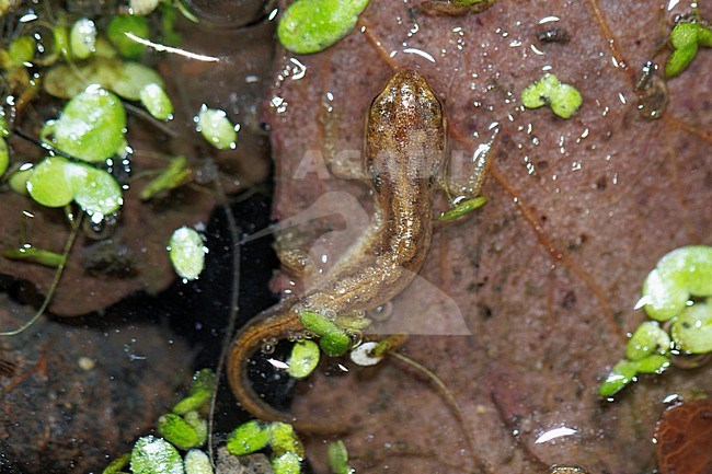 Palmate Newt (Lissotriton helveticus) taken the 22/07/2023 at Larrau - France. stock-image by Agami/Nicolas Bastide,
