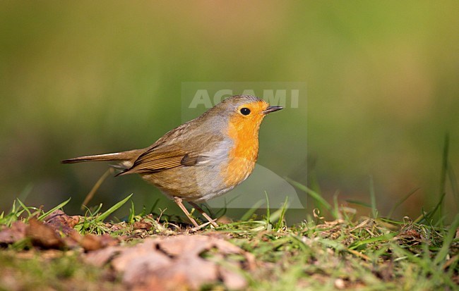 Roodborst; European Robin stock-image by Agami/Roy de Haas,