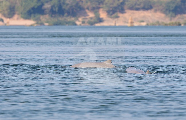 Irrawaddy dolphin, Orcaella brevirostris) swimming in the Mekong river at Kratie, Cambodia. stock-image by Agami/James Eaton,